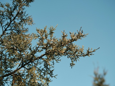 Phoenicean juniper