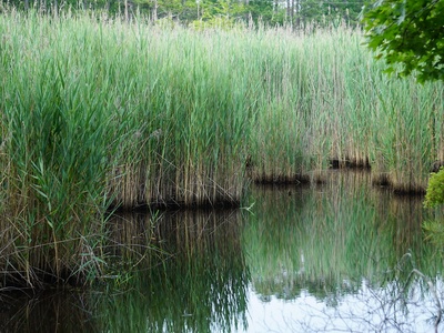 Phragmites (invasive)