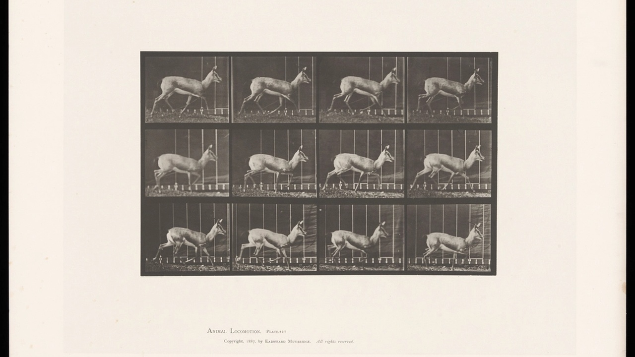 Thomson's gazelle sprinting across the East African savanna