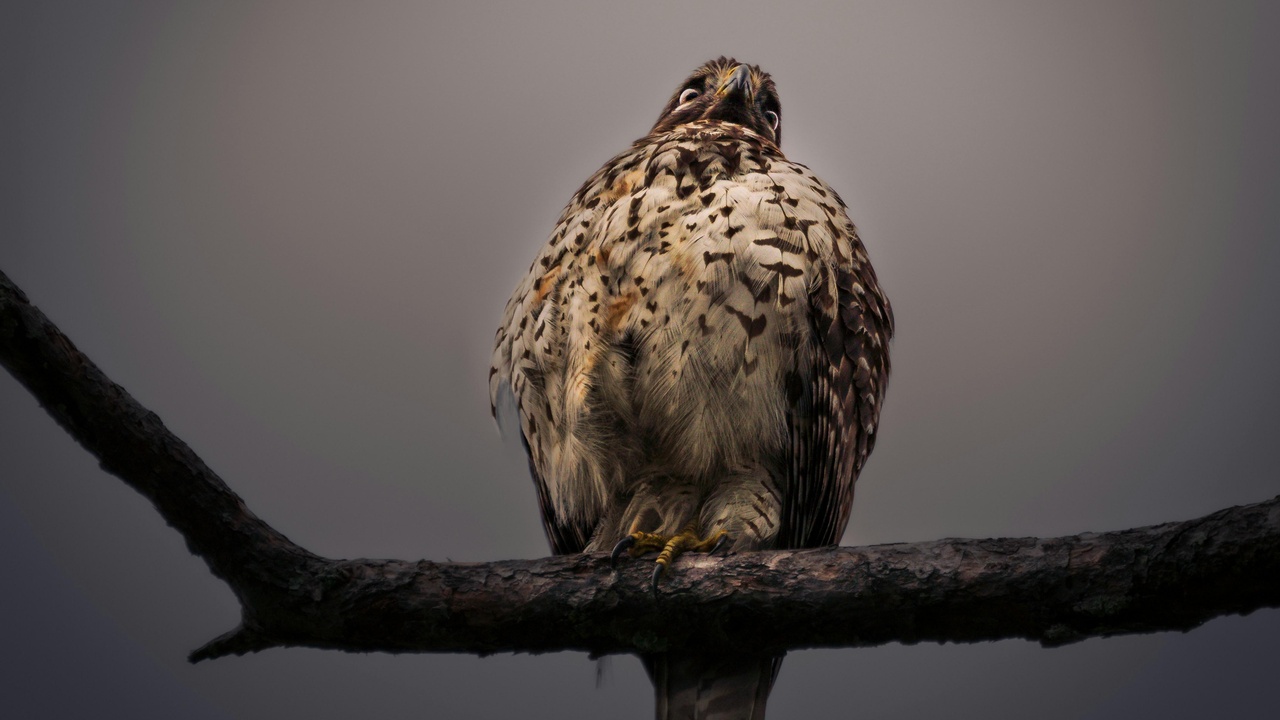 Close-up of raptor talons and hooked beak, anatomy of birds of prey