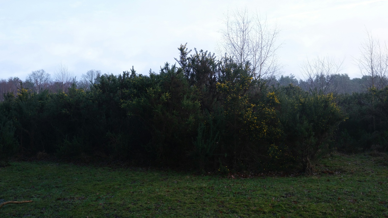 Mediterranean hillside covered in low woody scrubland