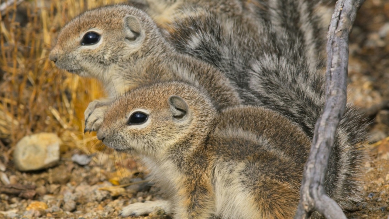 Close-up of a chipmunk showing facial stripes and bushy tail