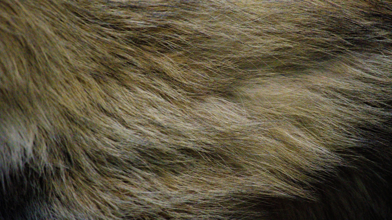Close-up of hamster fur and cheek pouches showing physical characteristics