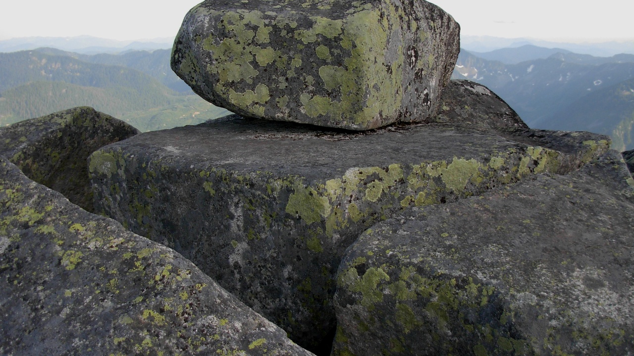 Hardy early colonizers—lichens and mosses growing on bare rock and soil