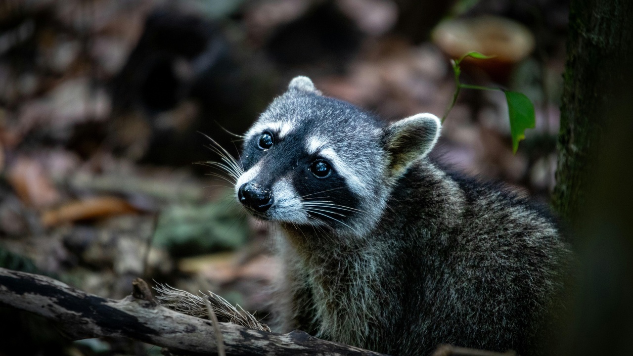 Close-up of a raccoon face showing mask, whiskers, and banded tail