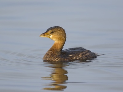 Pied-billed grebe