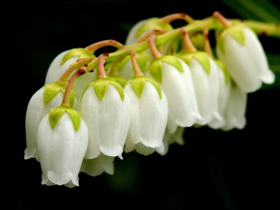 Pieris (Japanese andromeda)