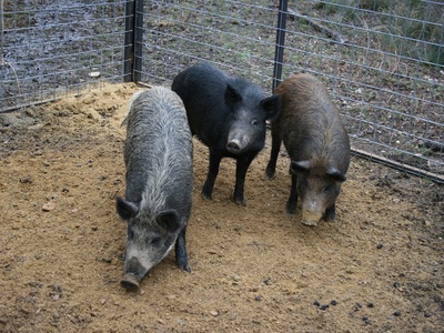 Pig (domestic/feral)