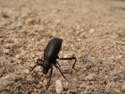 Pinacate beetle