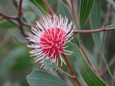 Pincushion hakea