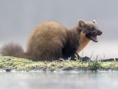 Pine marten