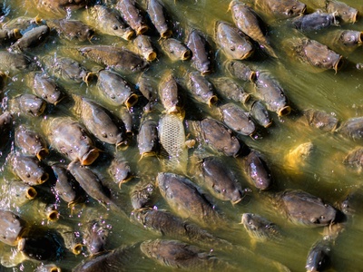 Piranhas (shoaling species)