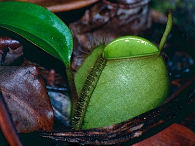 Pitcher plant (N. ampullaria)