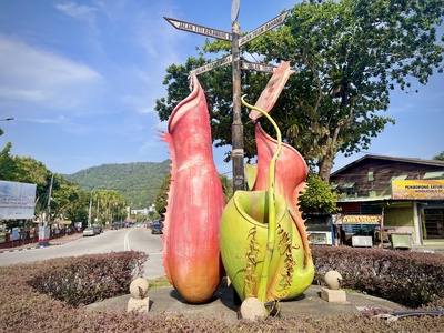 Pitcher plant (N. mirabilis)