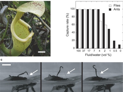 Pitcher plant (N. rafflesiana)