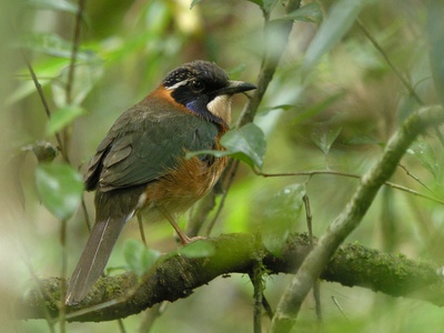 Pitta-like ground roller