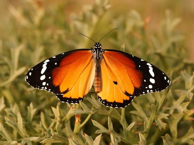 Plain tiger (African monarch)