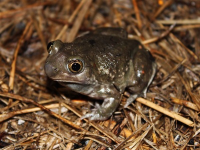 Plains Spadefoot