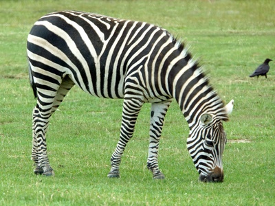 Plains zebra