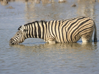 Plains zebra (Burchell's)