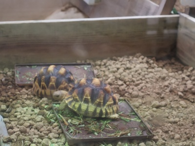 Ploughshare tortoise (angonoka)