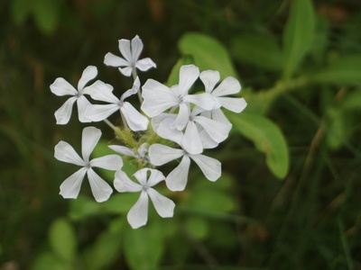 Plumbago