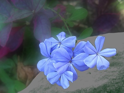 Plumbago