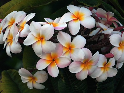 Plumeria (frangipani)