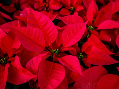 Poinsettia