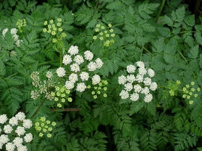 Poison hemlock