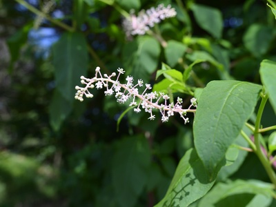 Pokeweed