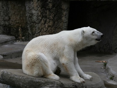 Polar bear