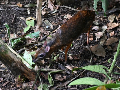 Polynesian rat