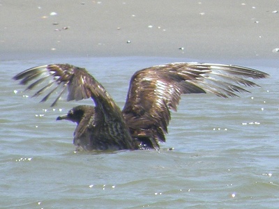 Pomarine jaeger