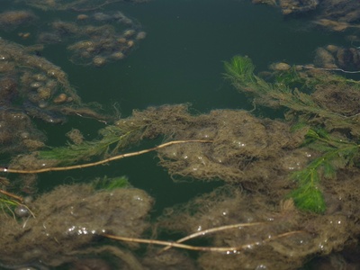 Pondweed