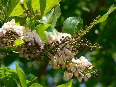 Pongamia