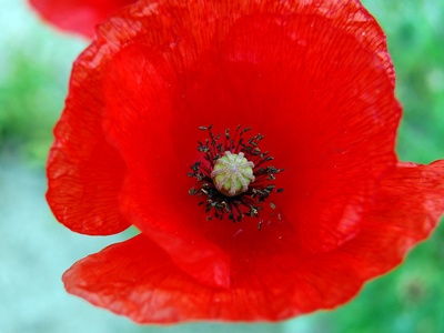 Poppy