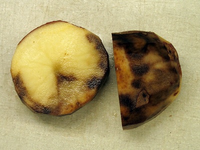 Potato late blight