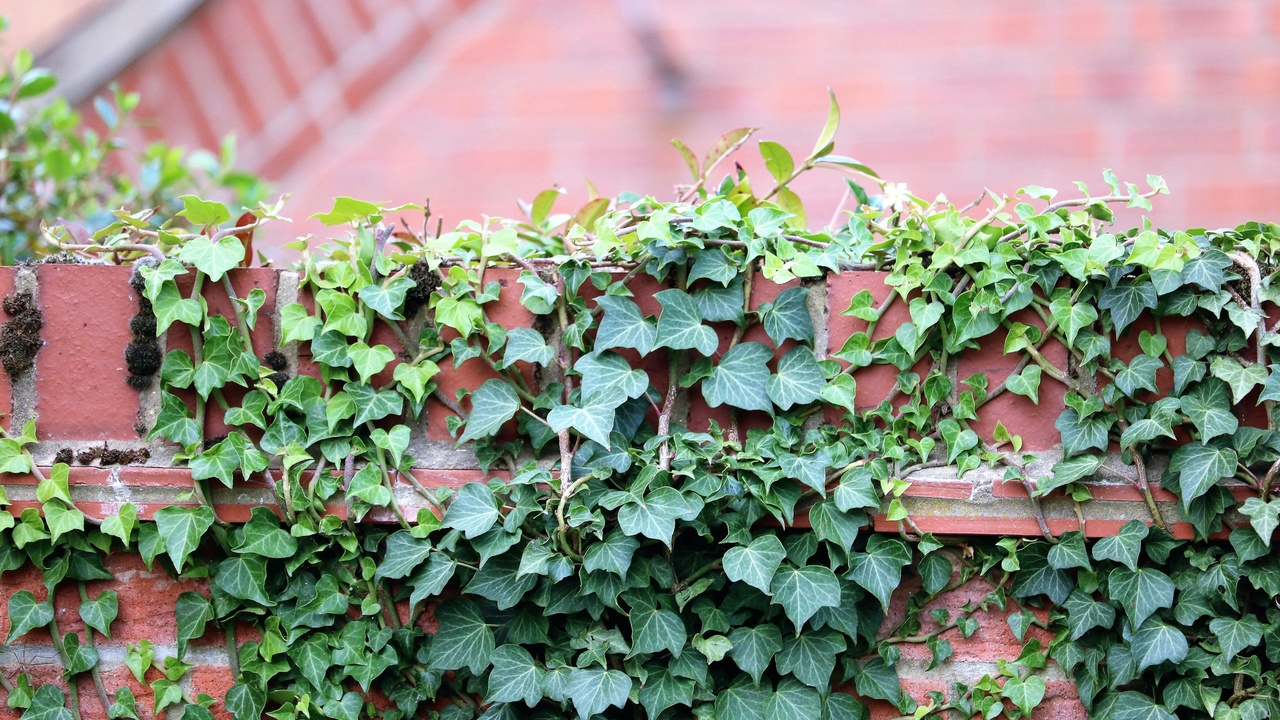 Ivy used on walls, as groundcover, and maintenance examples