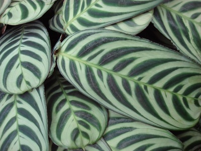 Prayer plant