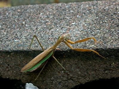 Praying mantis