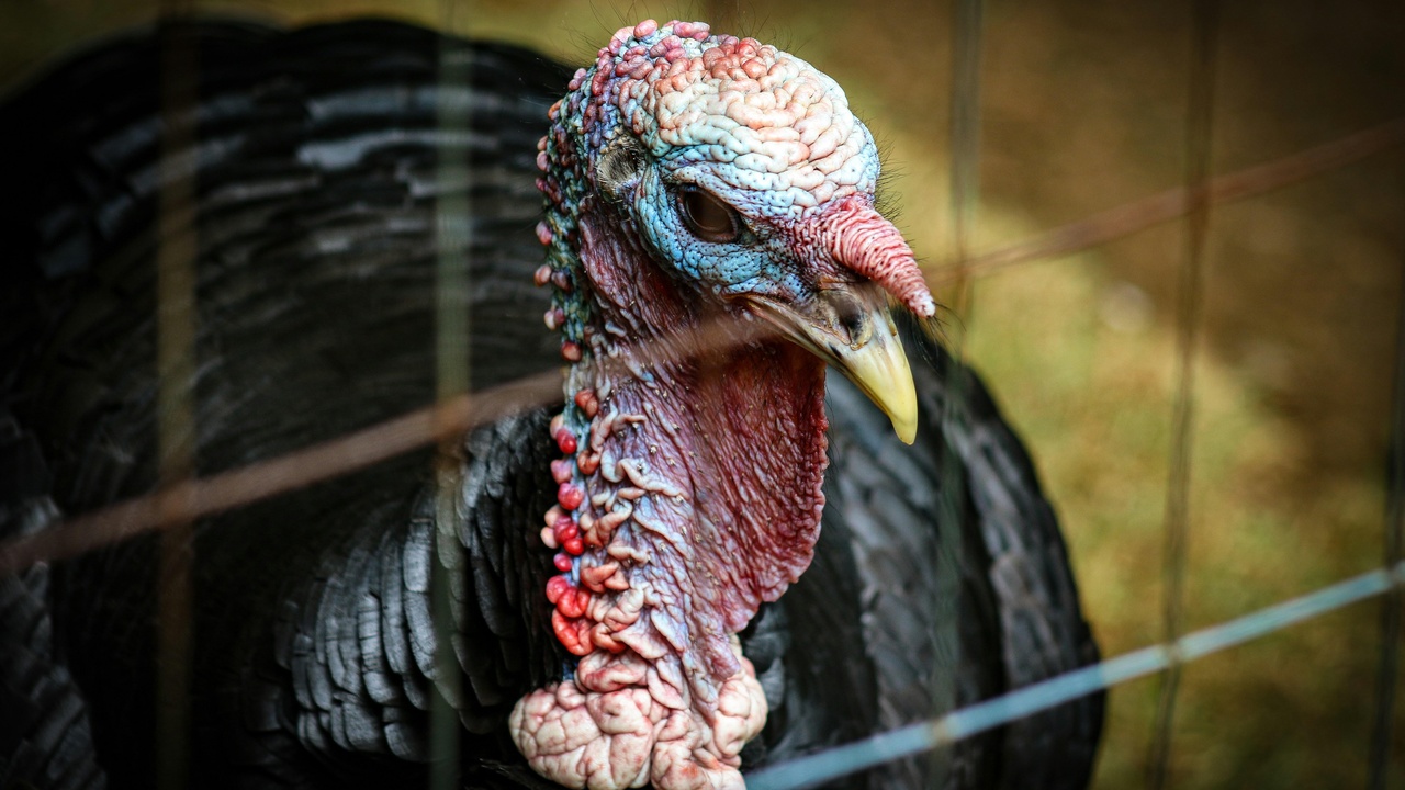 White House turkey presentation with president and named turkey