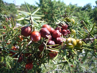 Prickly juniper
