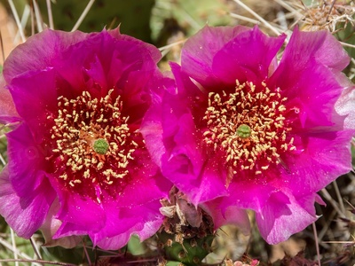 Prickly pear (Nopal) blossom