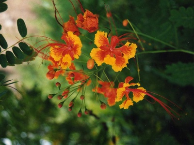 Pride of Barbados