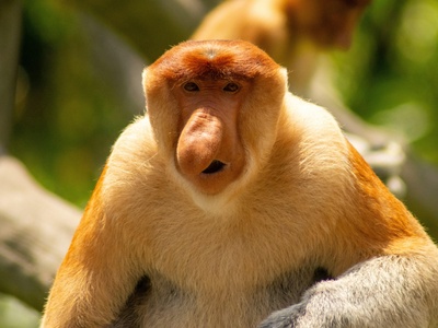 Proboscis monkey