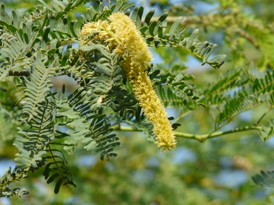 Prosopis