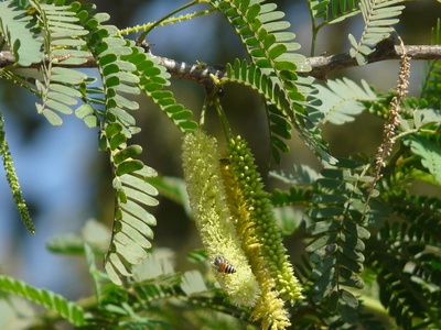 Prosopis mesquite