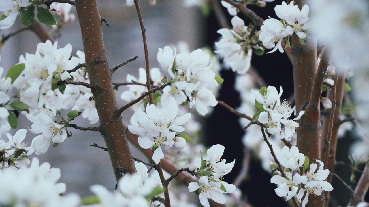 Before and after pruning a fruit tree to improve production and form
