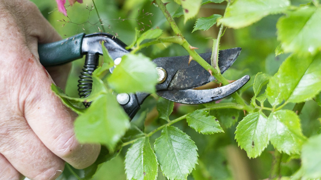 Arborist removing hazardous branches while wearing PPE to improve tree structure and reduce risks